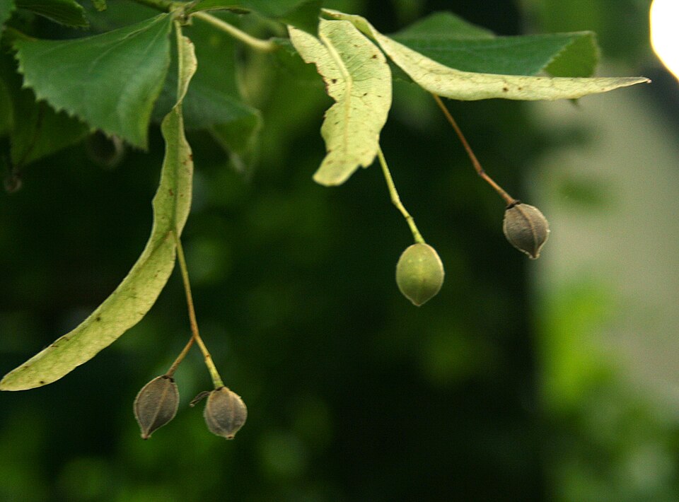 Tília platyphyllos (Pleple2000)